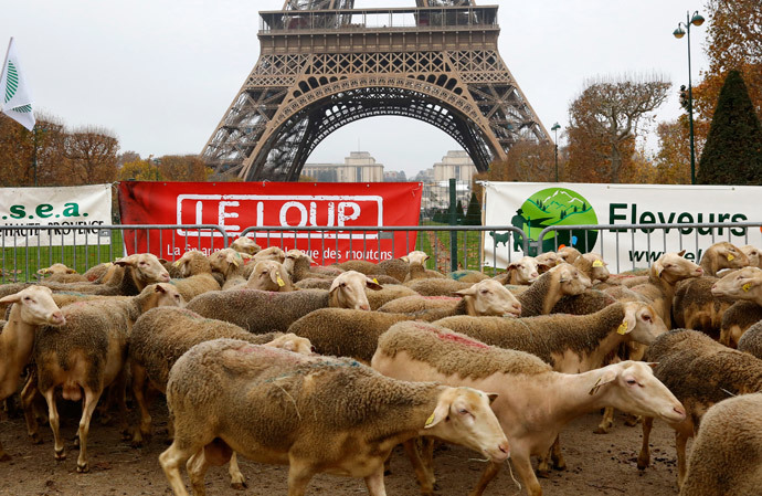 Sheep are gathered in front of the Eiffel tower in Paris during a demonstration of shepherds against the protection of wolves in France November 27, 2014. (Reuters / Jacky Naegelen)